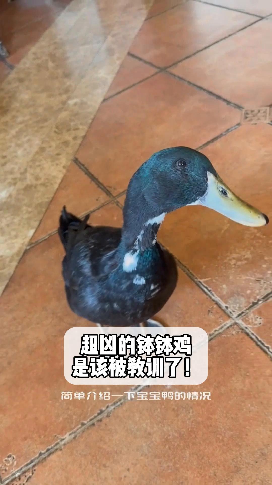 超凶的钵钵鸡,是该被教训了!