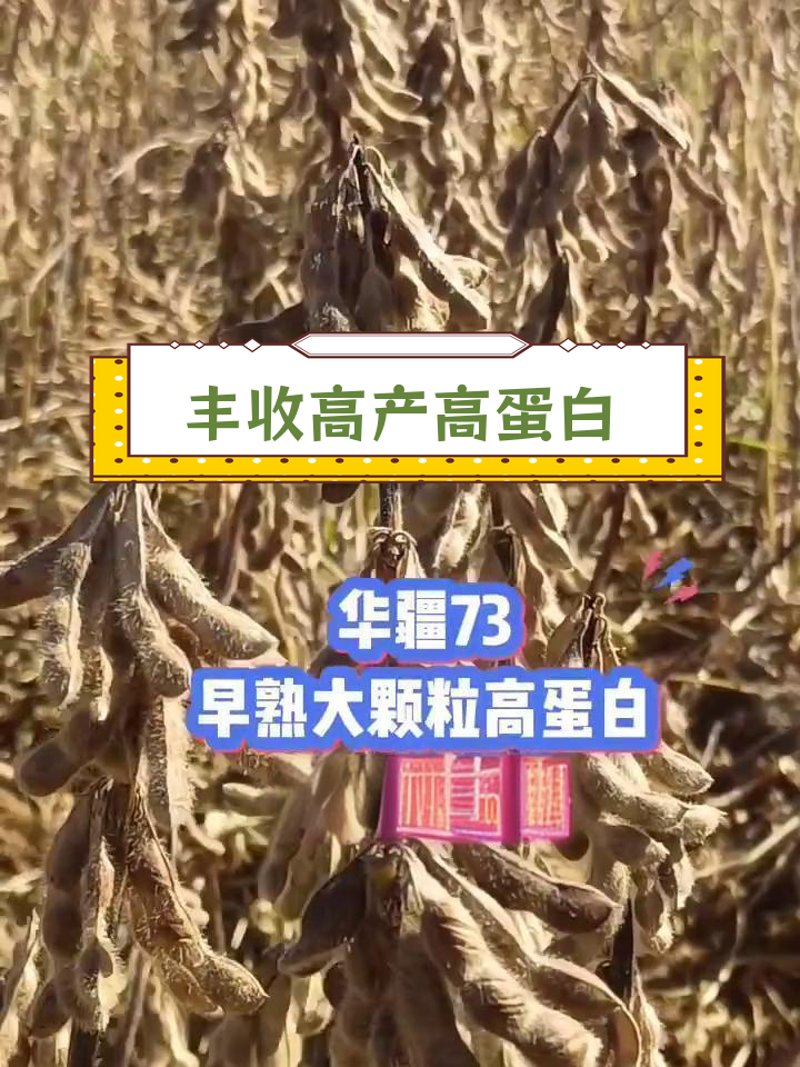 高蛋白豆子品种推荐,抗病抗倒伏
