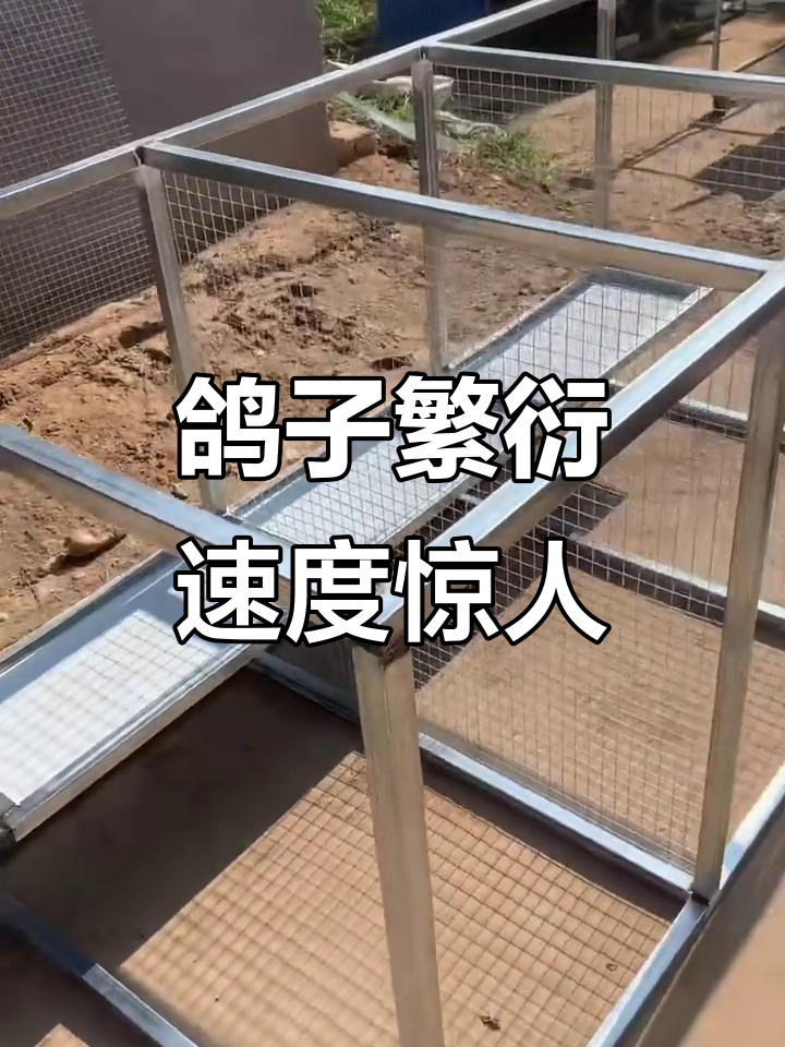 鸽子繁殖太快，五天又做了新笼子！
