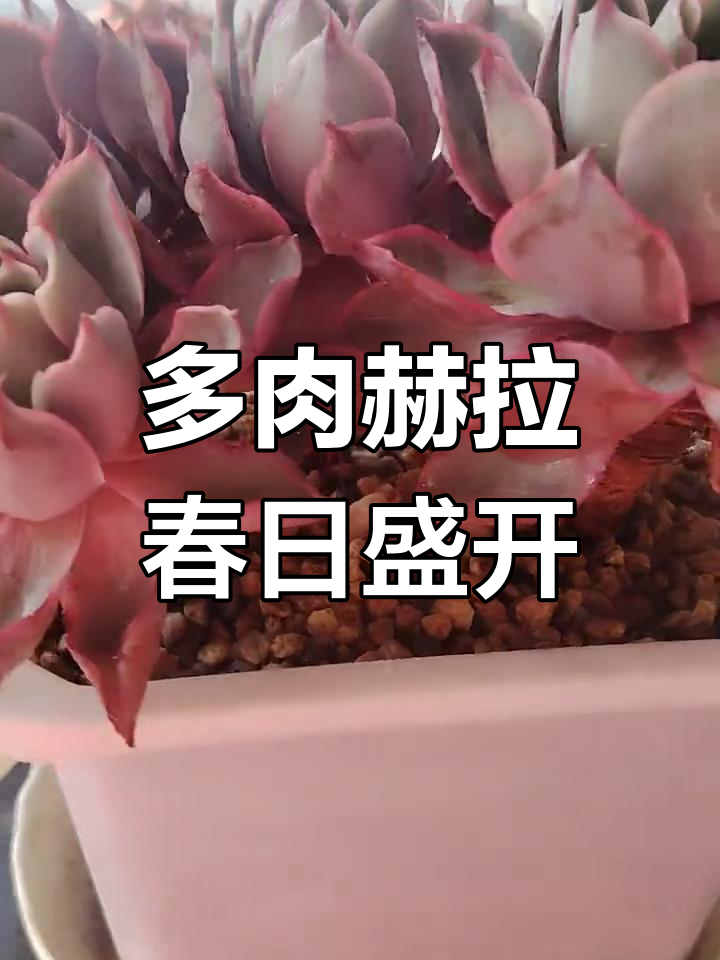春天里的浪漫多肉,赫拉老桩群生绽放
