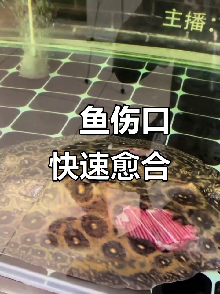 帝王魟鱼被咬伤，一周结痂恢复健康