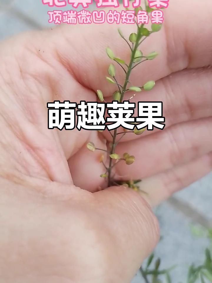 北美独行菜，荚果如小团扇，可爱又独特