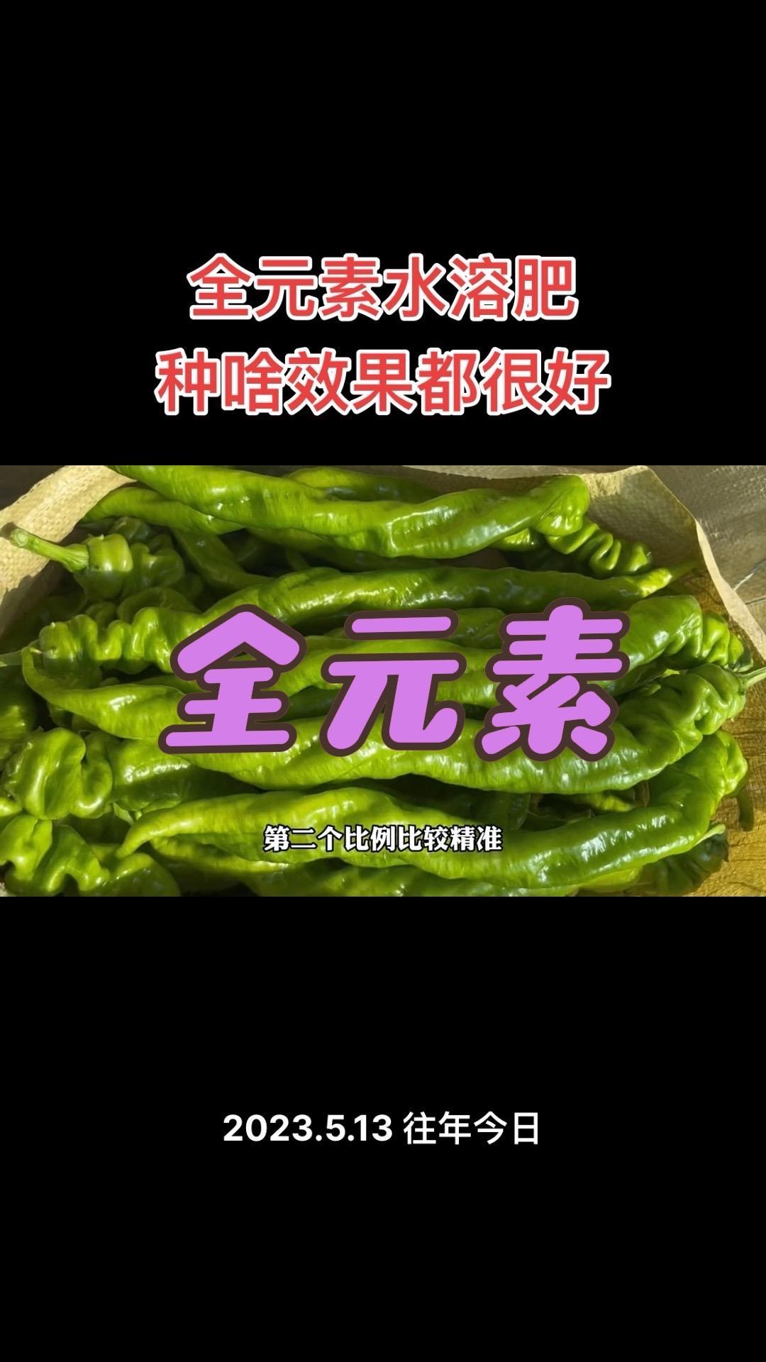 全元素水溶肥，种啥都是叶子绿，产量高！蔬菜种植技术 蔬菜种植 蔬菜基地 番茄种植 辣椒种植