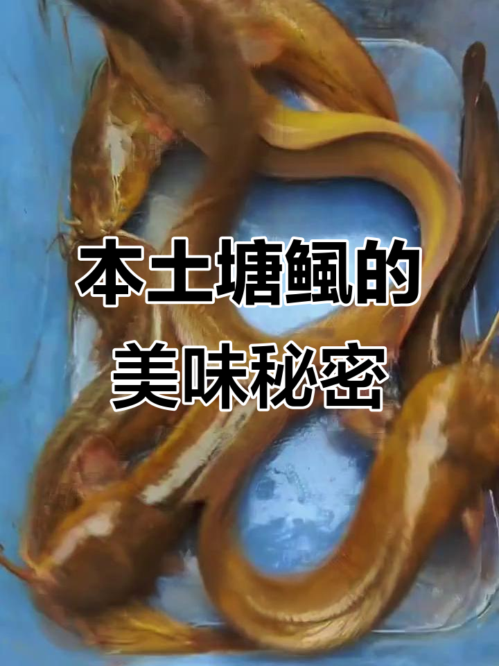 南方特产塘鲺鱼，误以为是垃圾鱼？其实它很美味！