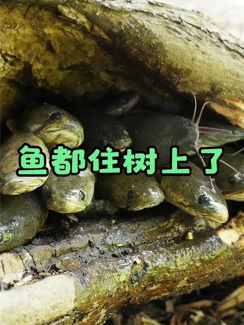 三种怪鱼,会走路,会爬树,还有怕水淹的