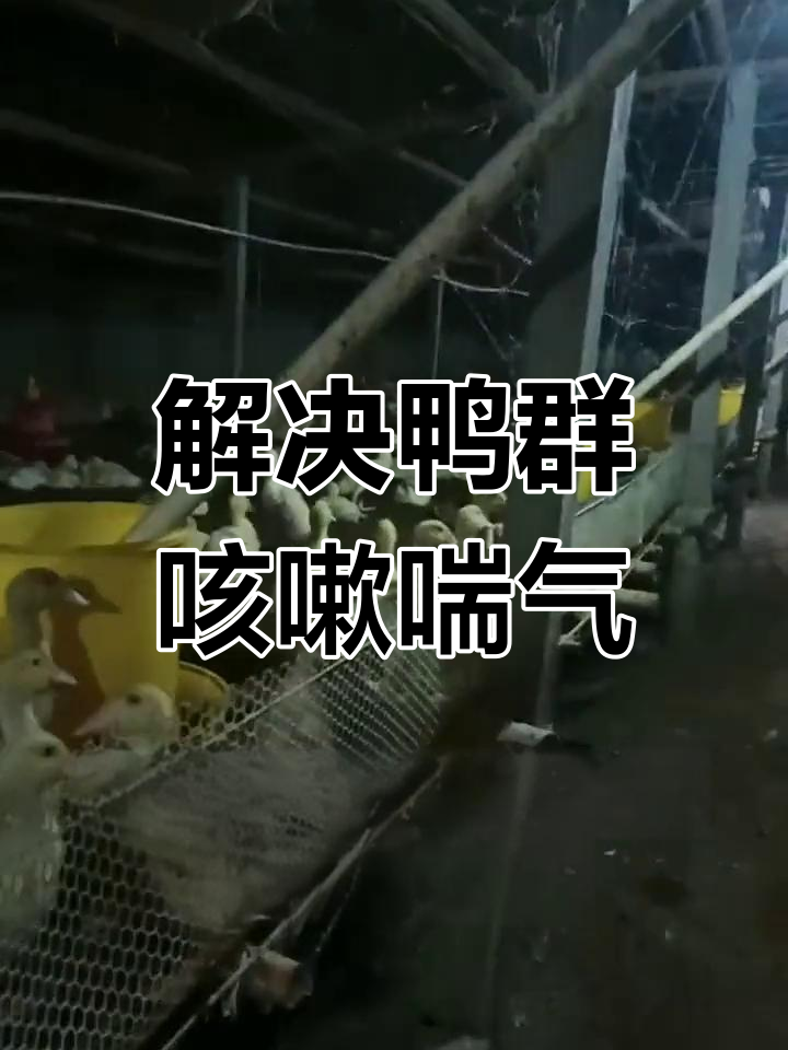 鸭子呼吸道问题解决方案