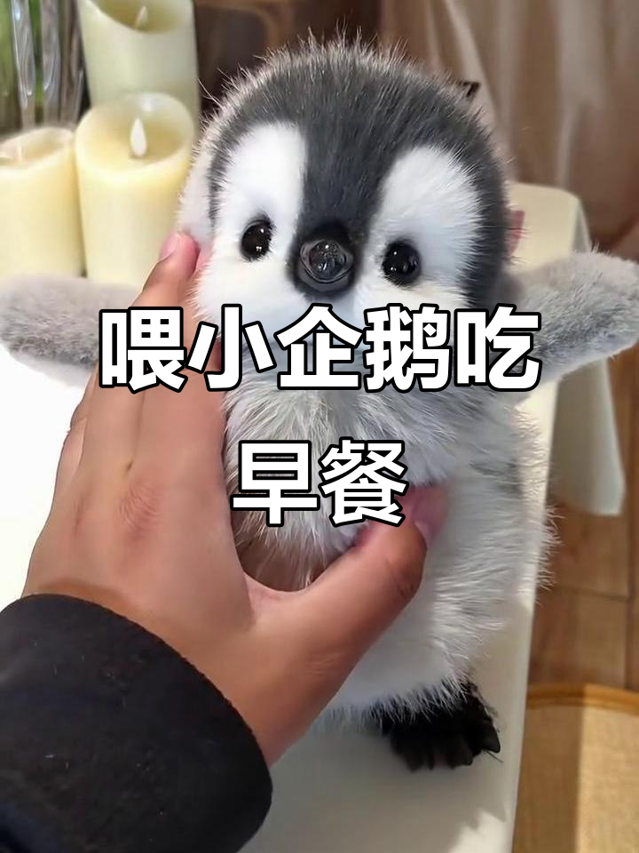 小企鹅的早餐时光,萌态十足超治愈
