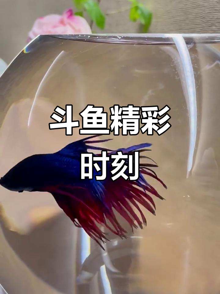 斗鱼直播:精彩瞬间大揭秘