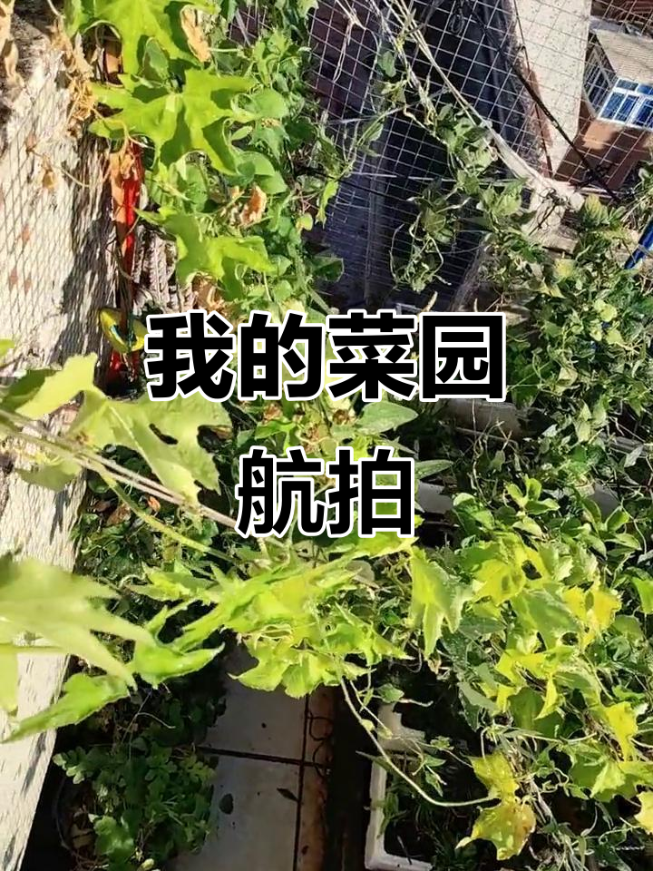 航拍我的菜园,看看这块土地的魅力