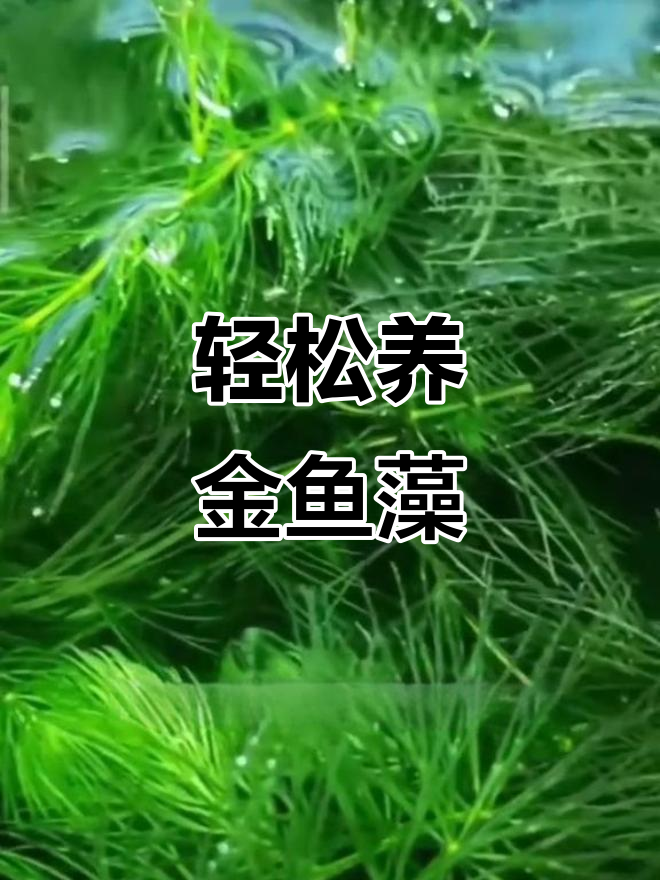 金鱼藻:超强繁殖能力,冷水鱼最爱躲藏地