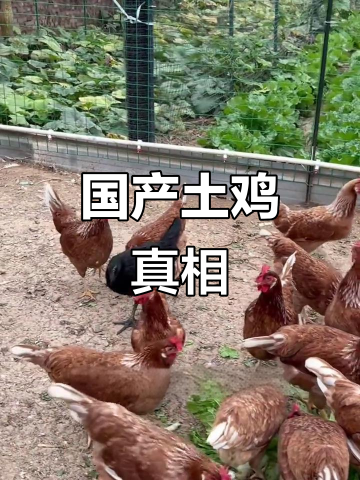 原来这不是海兰褐,而是国产京粉六号!土鸡定义揭秘
