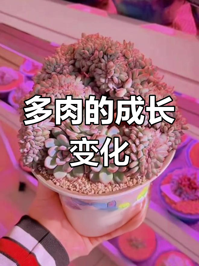 荷花缀化多肉16个月的变化,人生常态不必过于执着