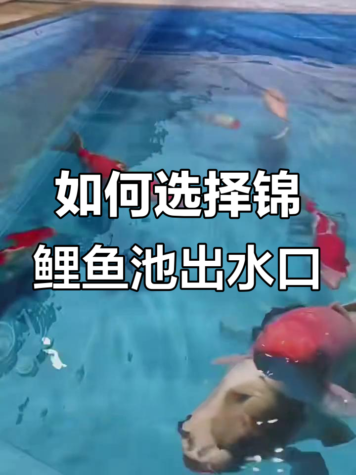 锦鲤鱼池出水口安装技巧,避免杂音又增氧