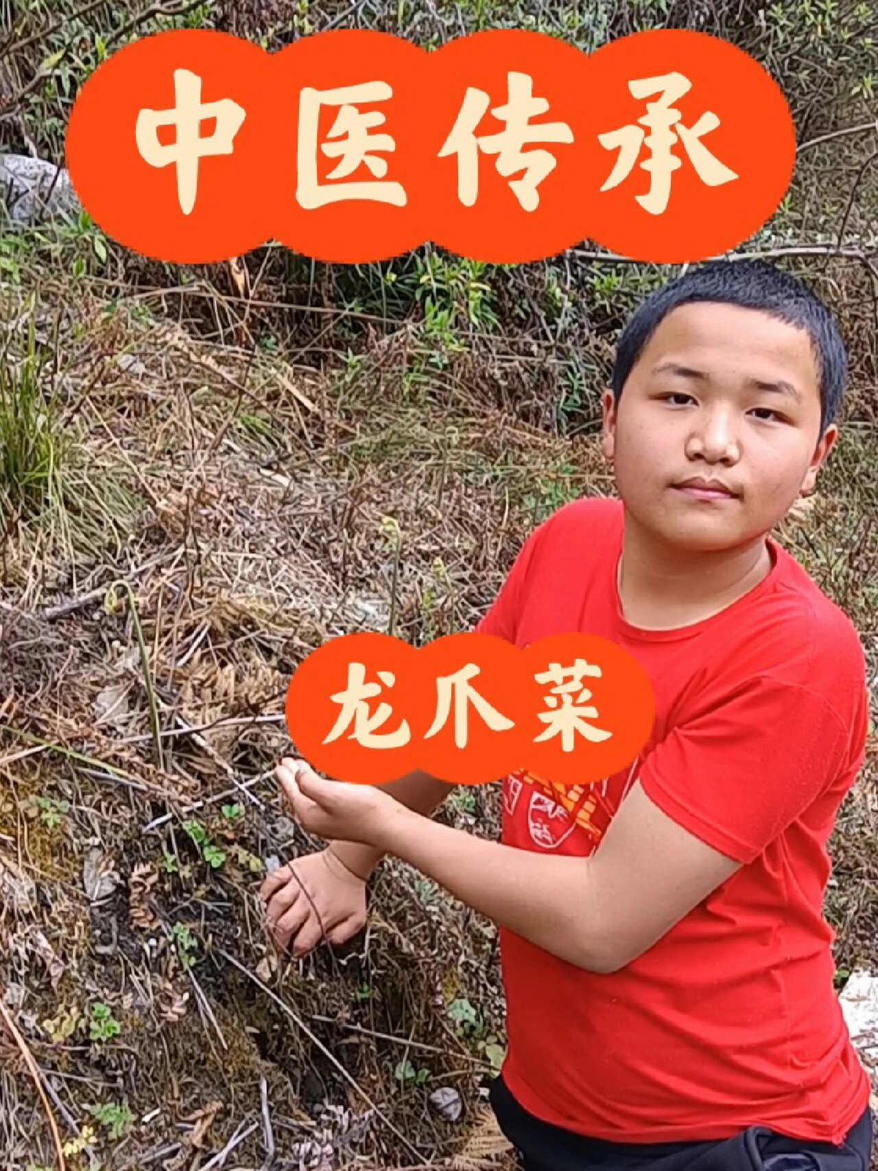 龙爪菜,清热解毒,利尿通淋,补气升阳,利尿