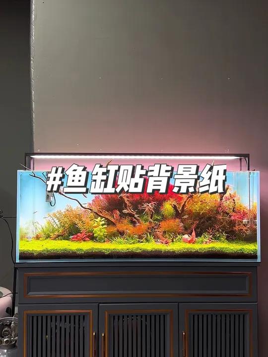 一张背景纸让鱼缸整体感觉都不一样了 鱼缸里的大自然 养鱼养心 草缸造景 鱼缸 造景