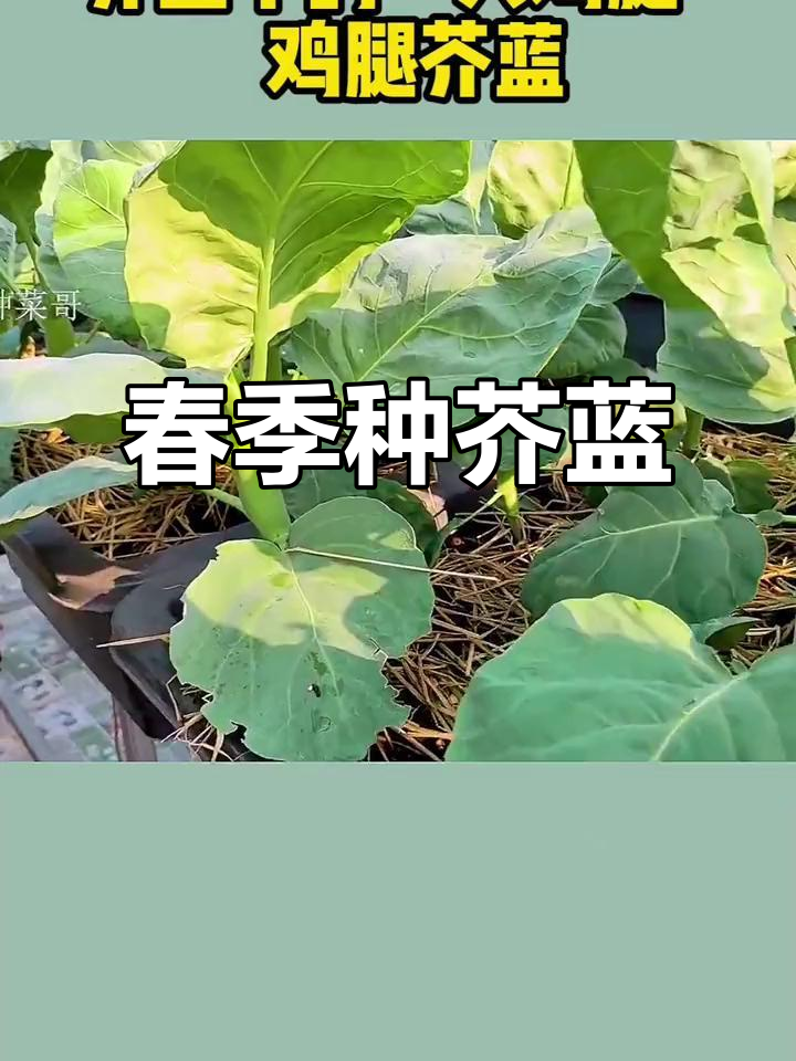 春季种植，阳台盆栽，甜脆鸡腿芥蓝轻松收获！