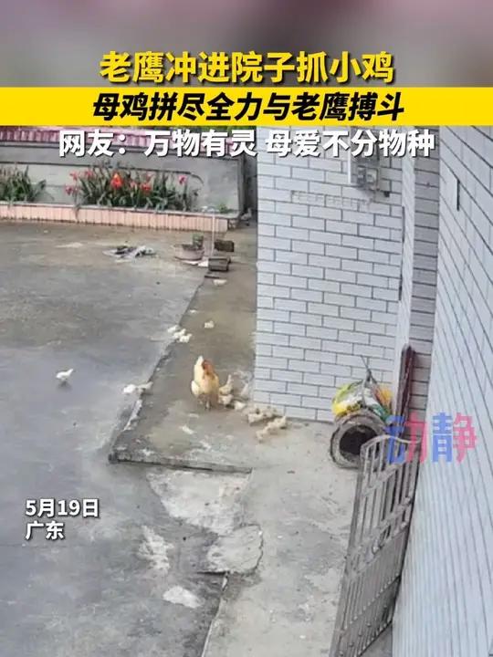 老鹰冲进院子抓小鸡 母鸡拼尽全力与老鹰搏斗 网友:万物有灵 母爱不分物种 来源:一只招财猫