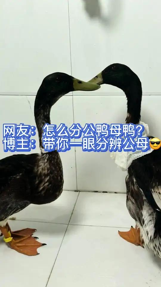 网友:怎么分公母?博主:就这么分的,你学废了吗!