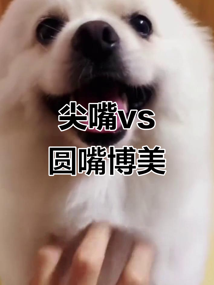 尖嘴博美与圆嘴博美的区别,哪种更可爱?