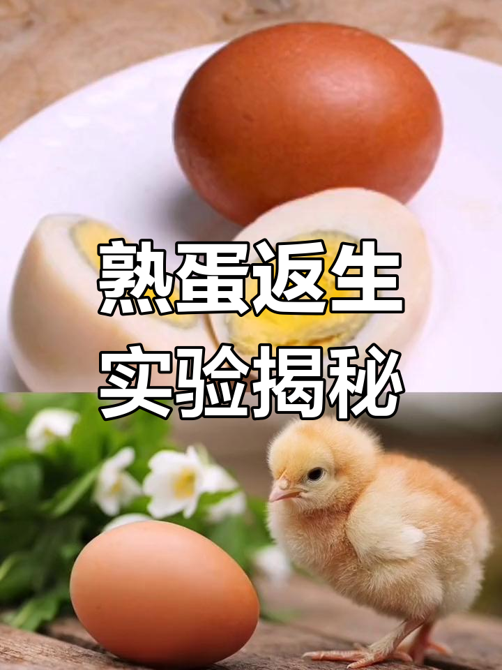 实验后作者称“不知原理,只知现象”,熟鸡蛋返生论文引发争议