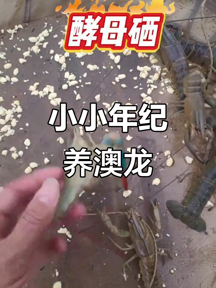 广东十岁男孩养殖澳洲蓝龙虾,饲料配方大公开