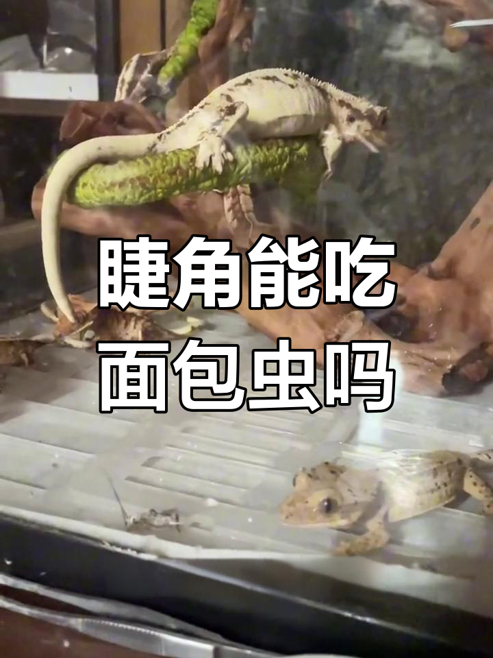 睫角守宫能否吃面包虫?