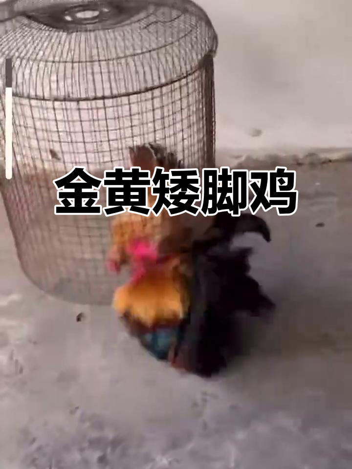 泰国矮脚鸡,金黄羽毛、红冠迷人,后代种蛋即将出售!