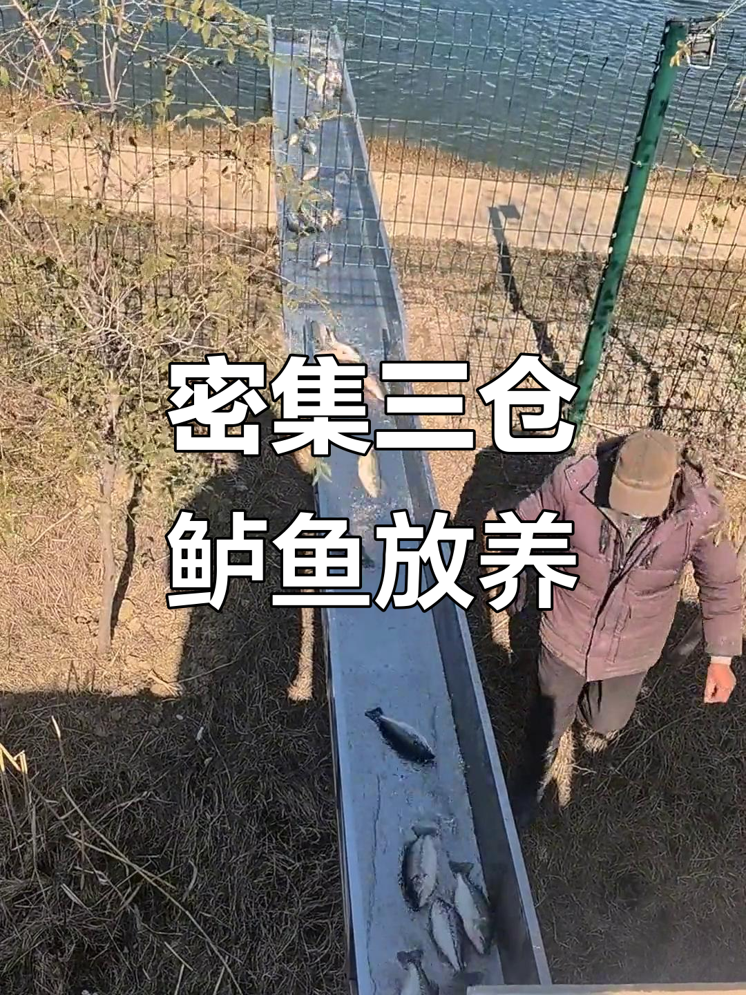 三仓鲈鱼与五道黑混放,钓鱼基地热闹非凡