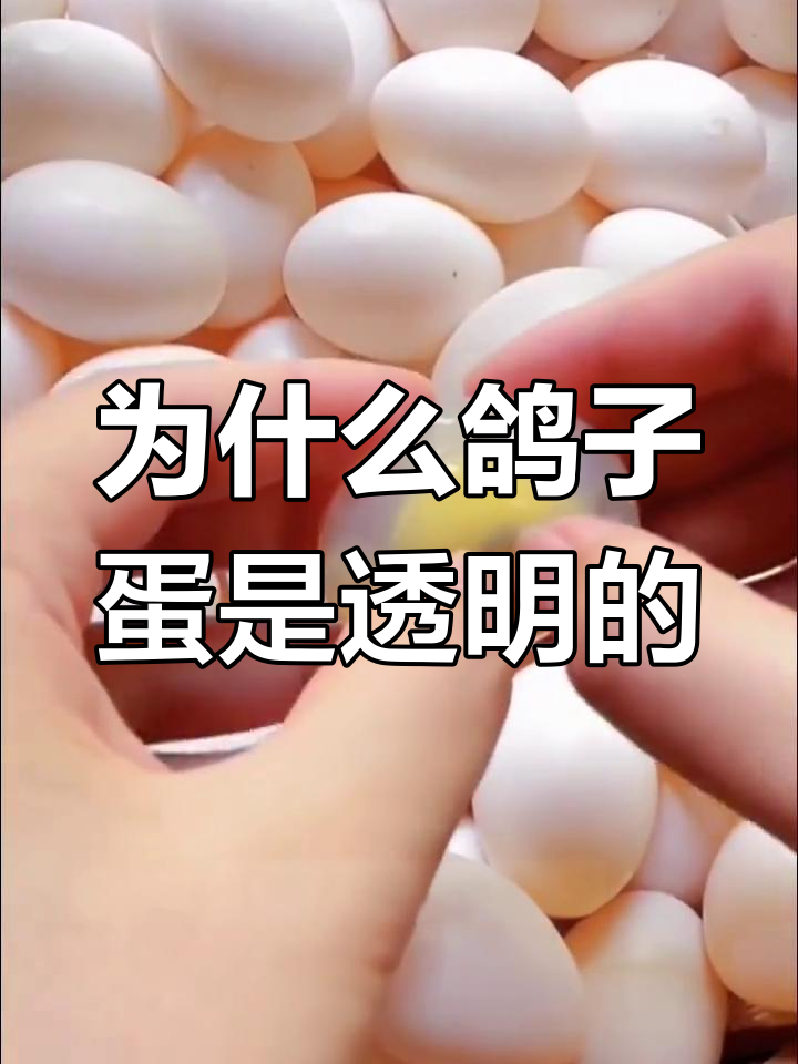 鸽子蛋煮熟后为何是透明?揭秘蛋白的独特口感
