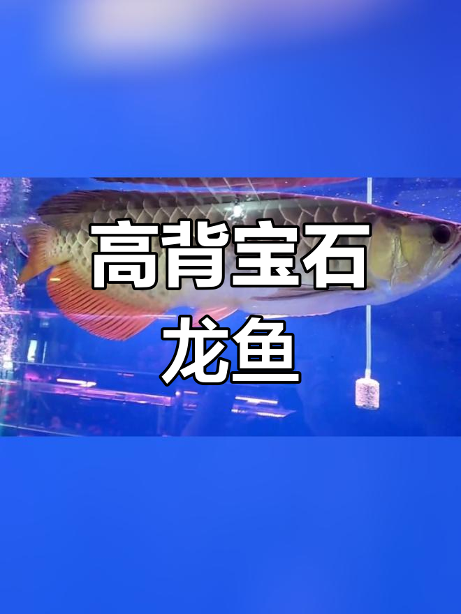 60公分高背宝石龙鱼