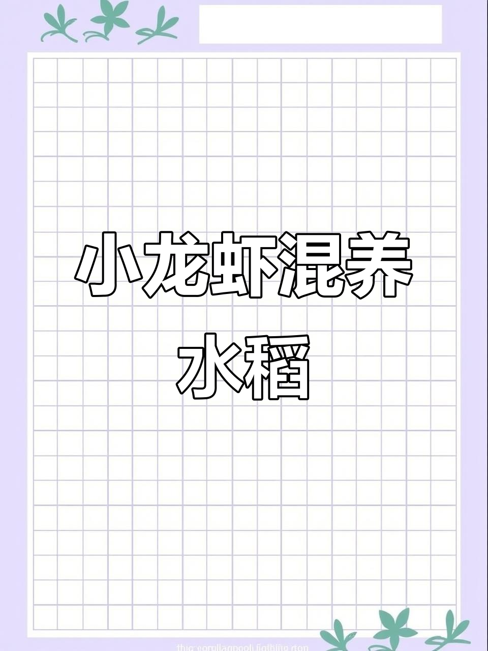 湖南湖北交界小龙虾养殖，稻田与龙虾共舞
