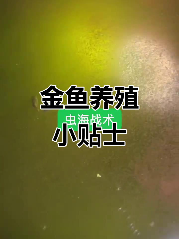 泰狮金鱼养殖技巧,轻松掌握水质管理