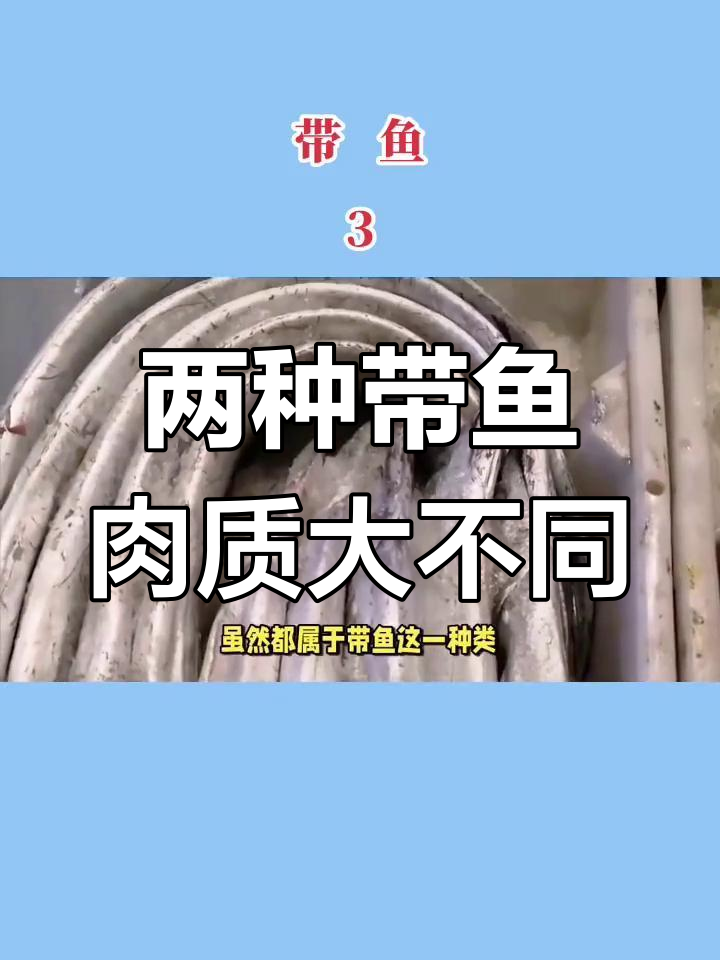 东海带鱼与舟山带鱼的口感差异,你了解吗?
