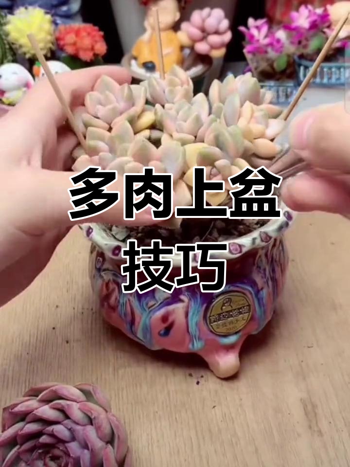 如何正确上盆栽种梅线锦多肉植物,步骤全解析