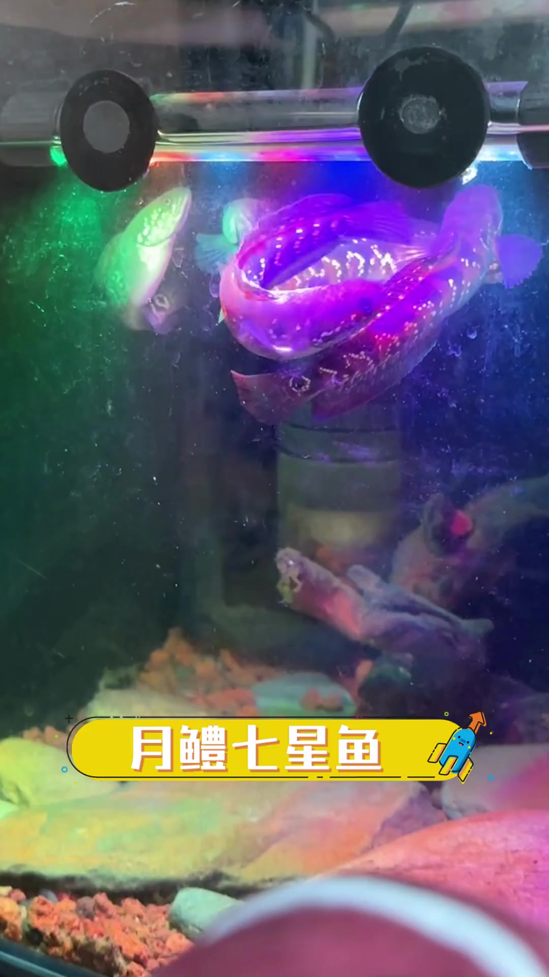 月鳢七星鱼