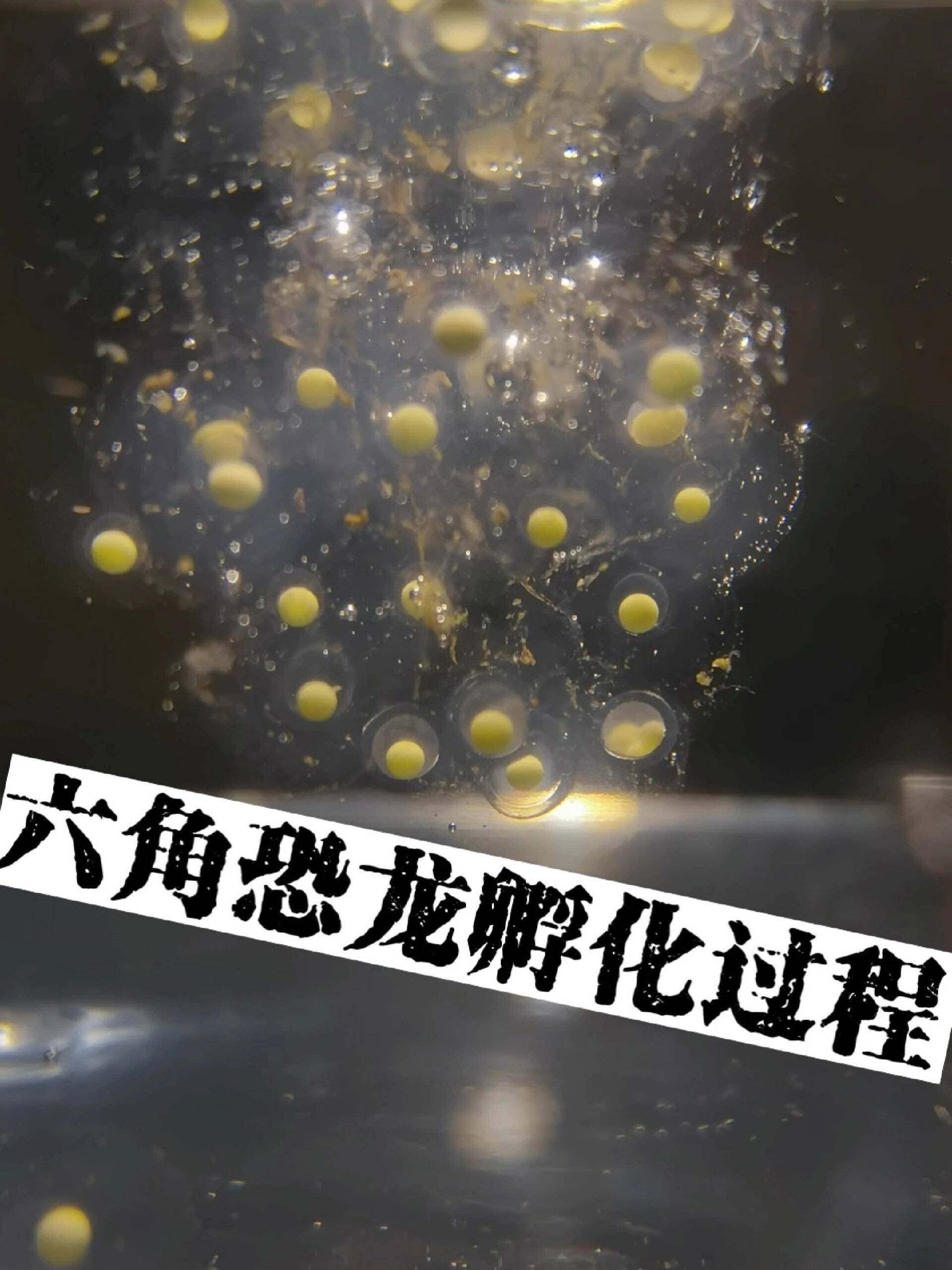 鱼卵孵化的全过程,感受生命的奇迹吧!