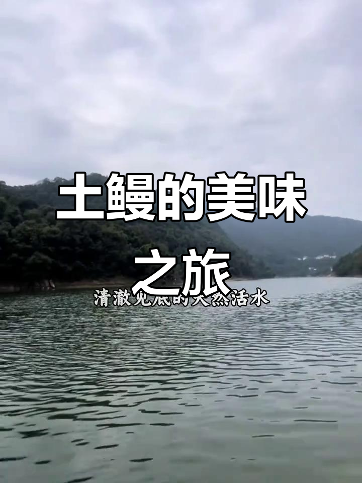 万绿湖土鳗,肉质鲜美无刺,多种做法尽显美味