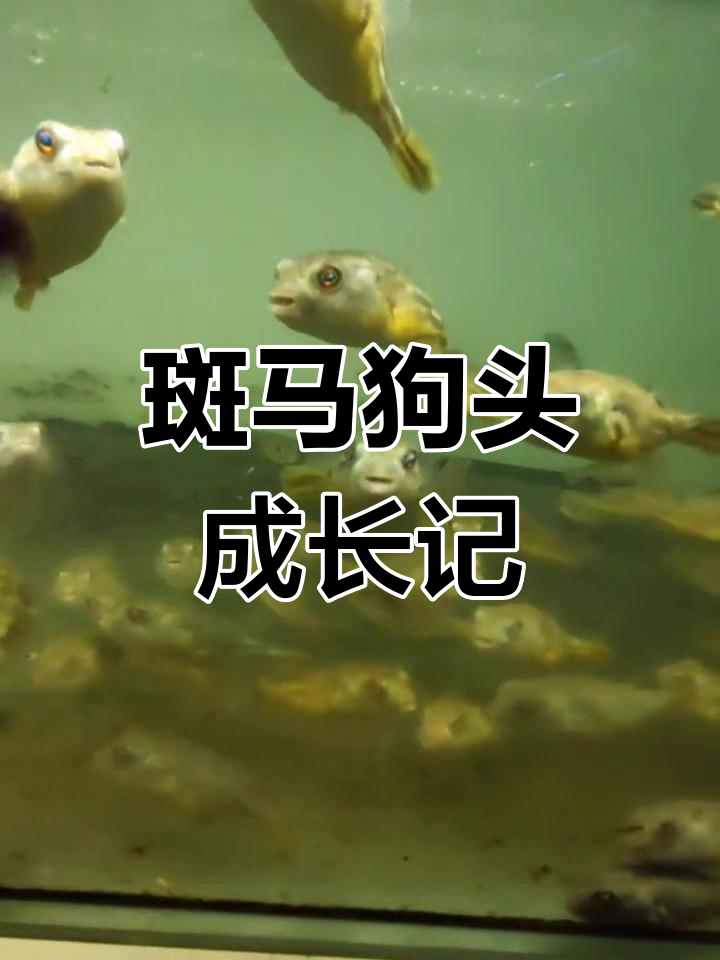 斑马狗头鱼:水中的小神兽