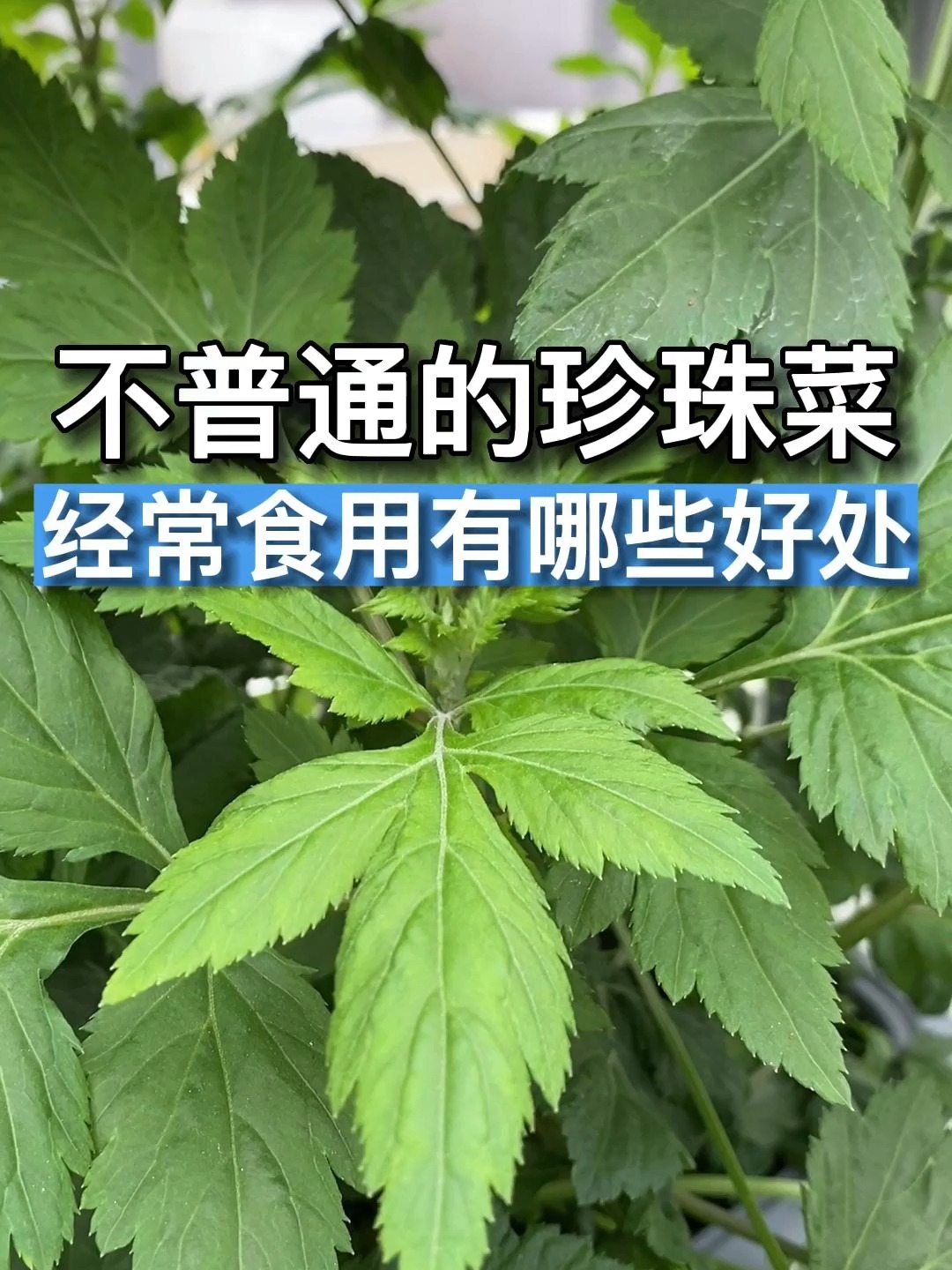 潮汕人集合|说说你记忆里的珍珠菜