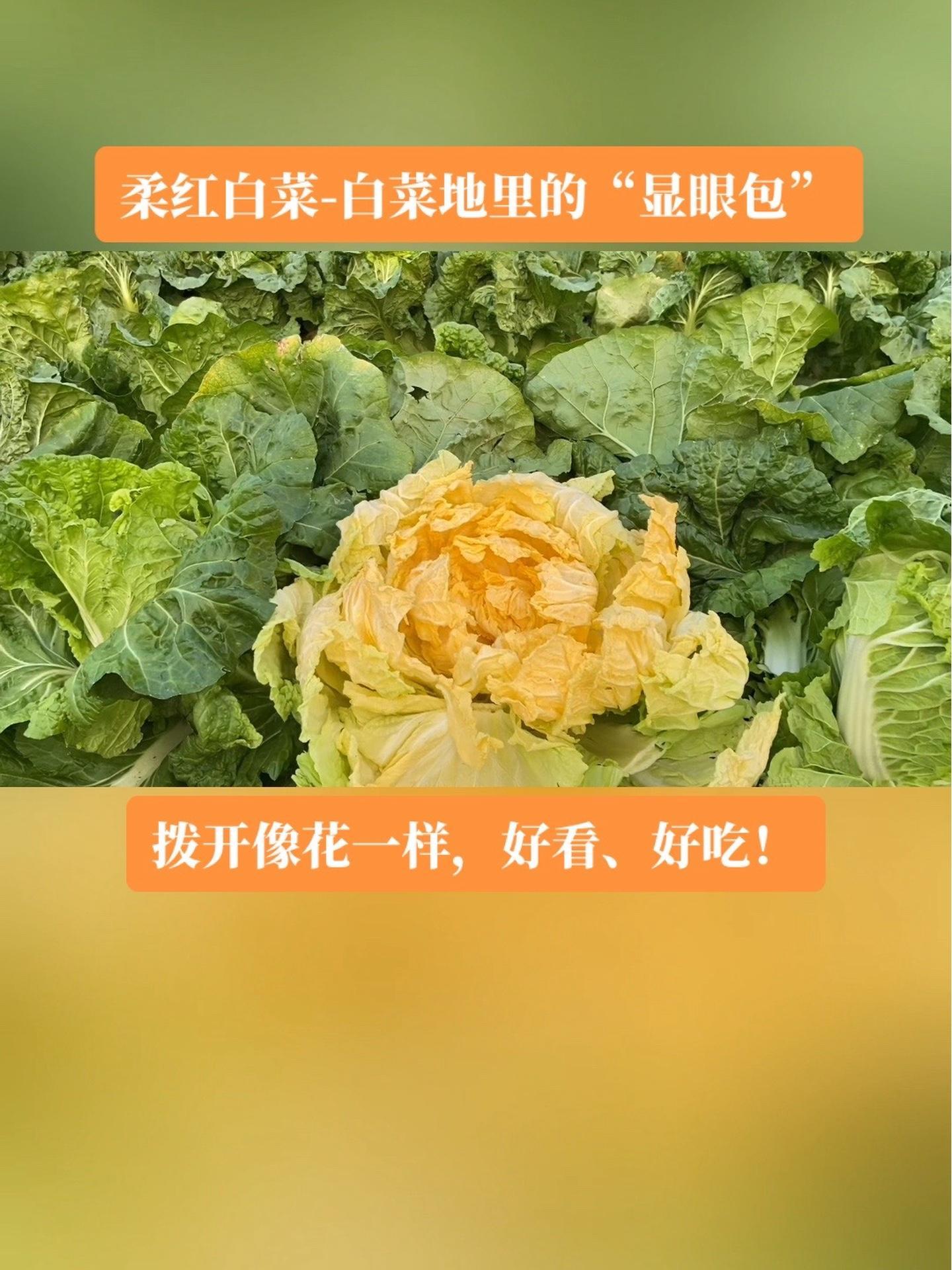 柔红白菜-白菜地里的“显眼包”。拨开像花一样,好看、好吃!农业种植 三农 白菜种植 新农人