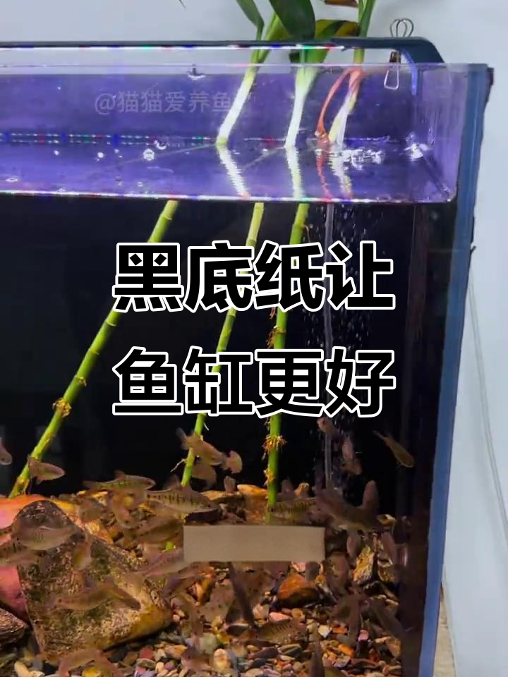 鱼缸贴黑色背景纸,鱼儿更健康、美丽