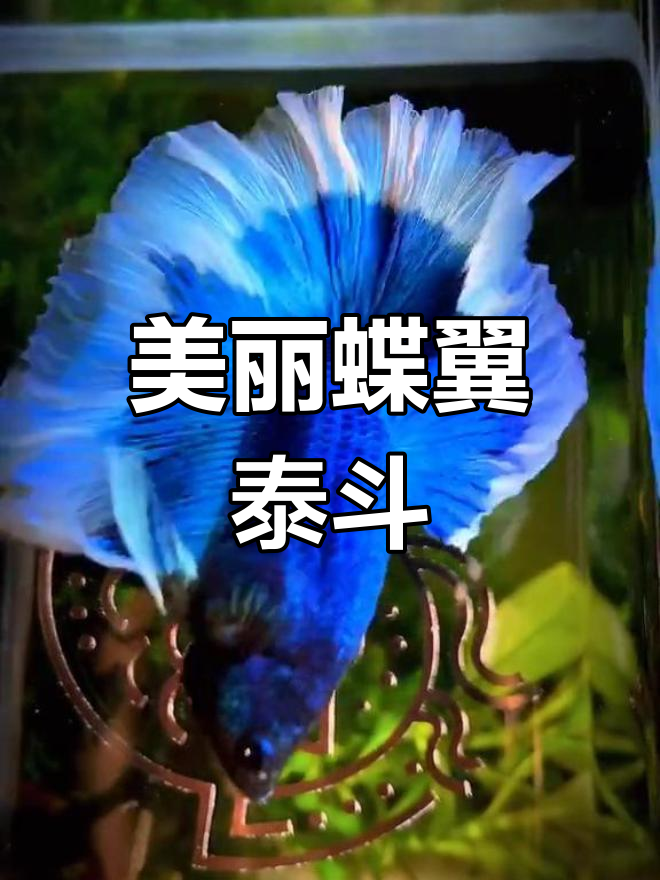 泰国半月斗鱼惊艳亮相,蓝白蝶翼神仙颜值