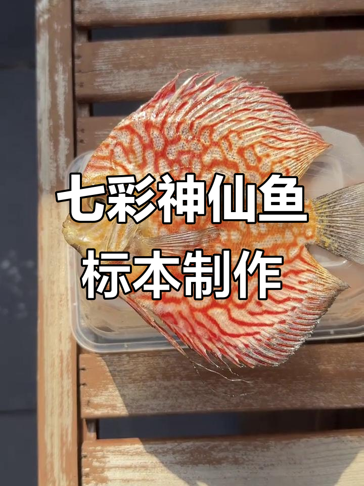 七彩神仙鱼标本制作：从去内脏到永生的过程