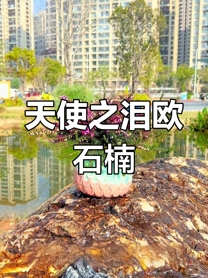 挪威国花欧石楠,冬季耐寒的美丽之选