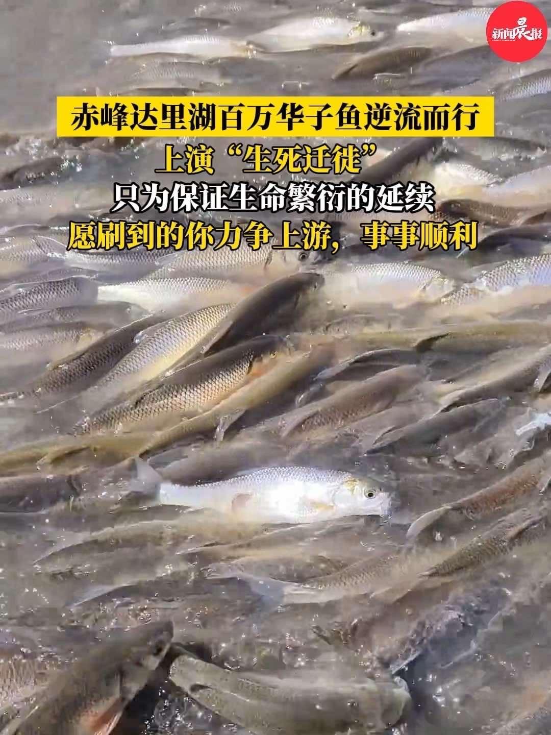 震撼!赤峰达里湖百万华子鱼逆流而行,上演“生死迁徙” 华子鱼 生命奇迹 震撼 励志