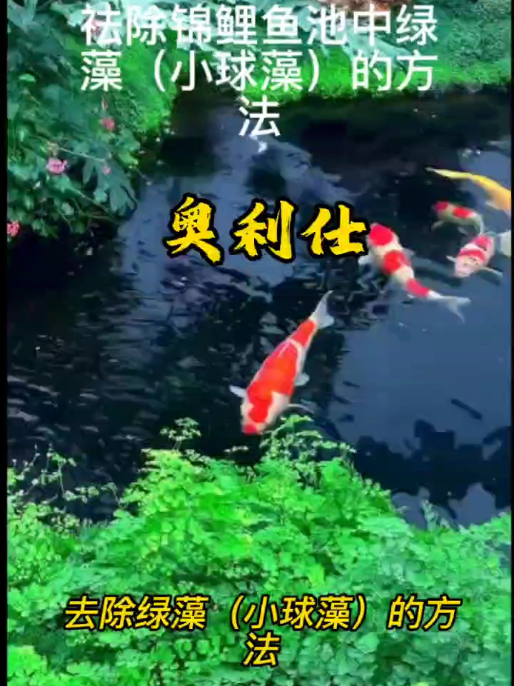 锦鲤鱼池绿藻该怎么处理?