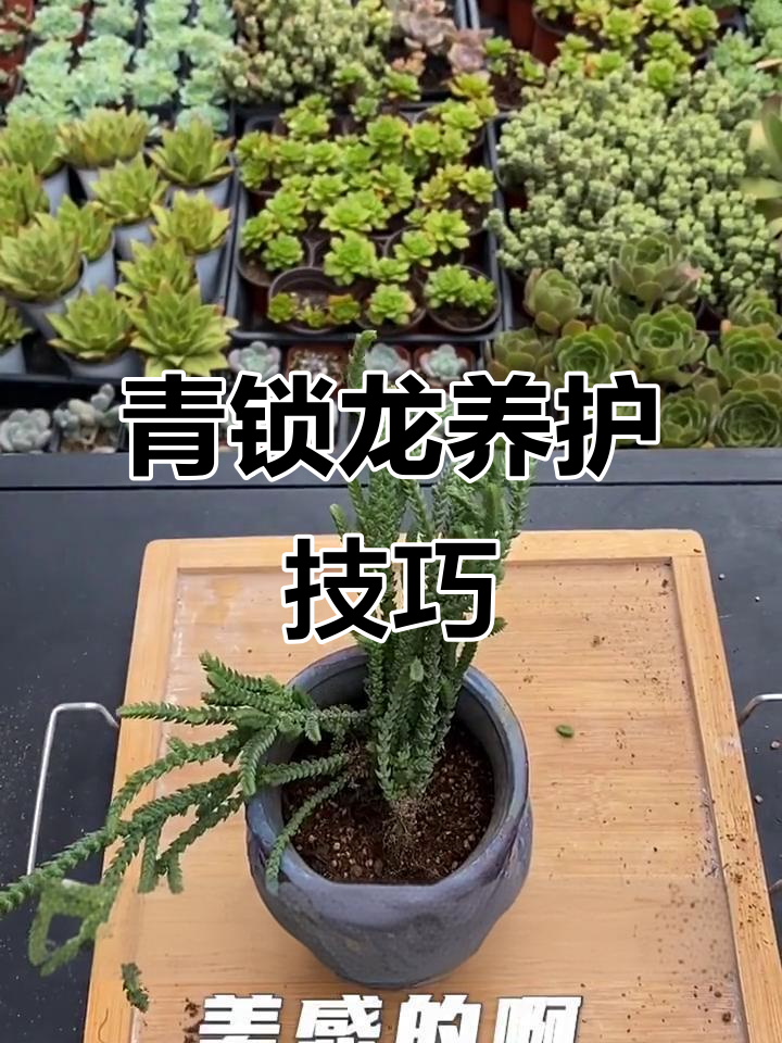青索龙多肉植物养护全攻略,轻松上手!