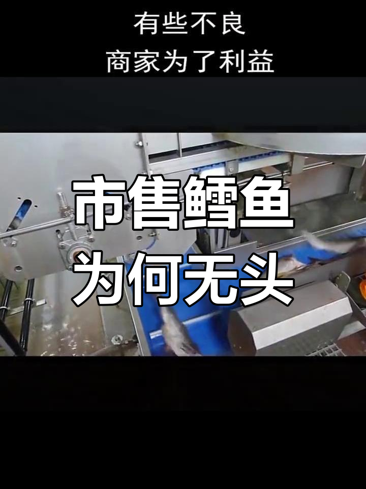 为什么市面上的鳕鱼没有头?