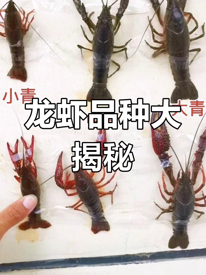 潜江龙虾种类多,青红大小有讲究!
