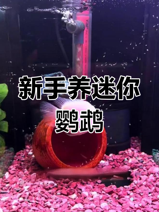 迷你鹦鹉鱼:适合新手养的热带观赏鱼,繁殖能力强